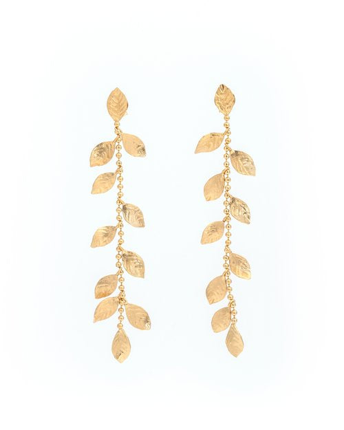 Brinco Péperomia